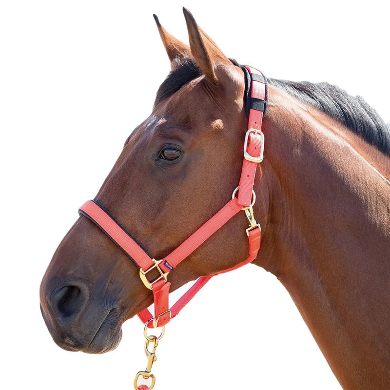 Shires Arma "Topaz" Comfort Nylon Halter