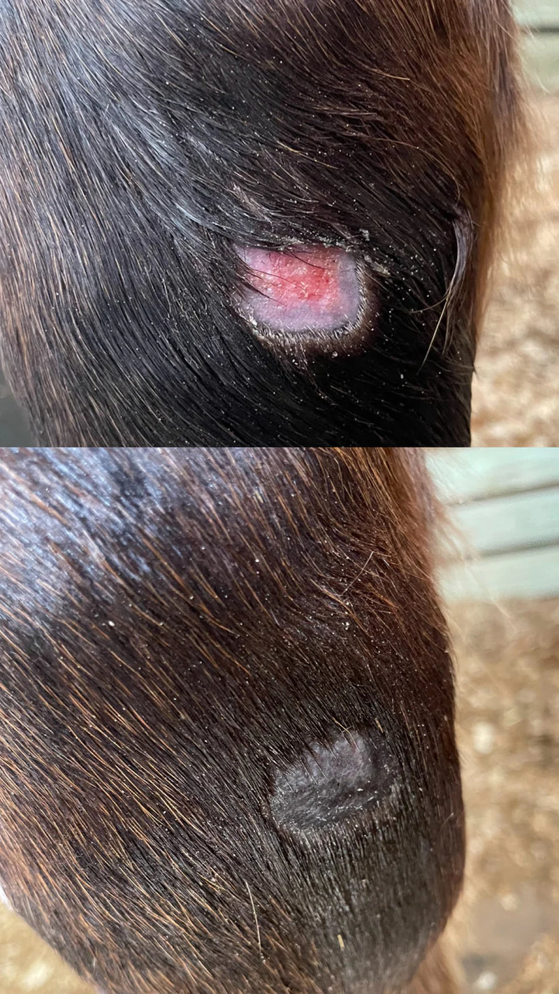 Purvida Healthy Horse Barrier Balm - Natural Skin Salve for Horses