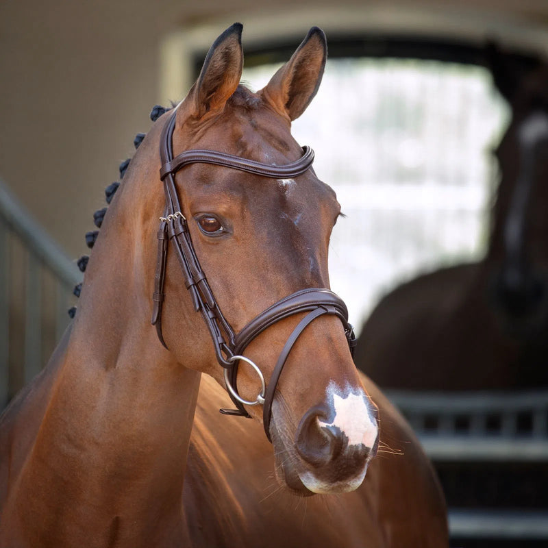 Shires Velociti Lusso Padded Raised Flash Bridle - Havana