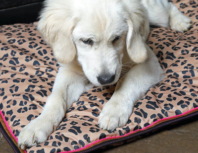 Digby and Fox Waterproof Bed