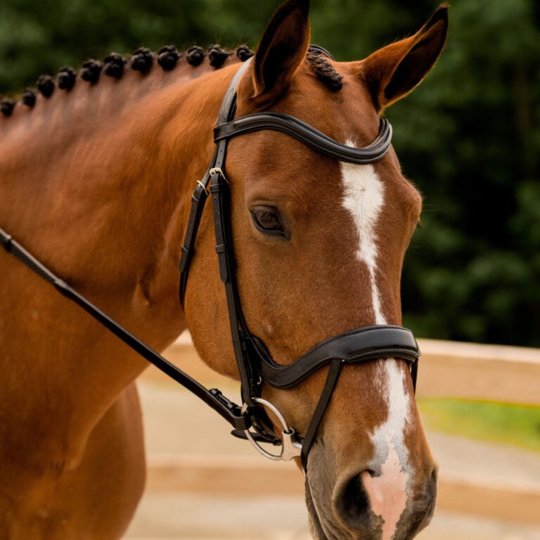 KL Select Arena Bridle - With Flash
