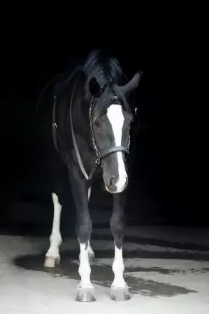 Thinline EZ Harmony Bitless Noseband Bridle Converter