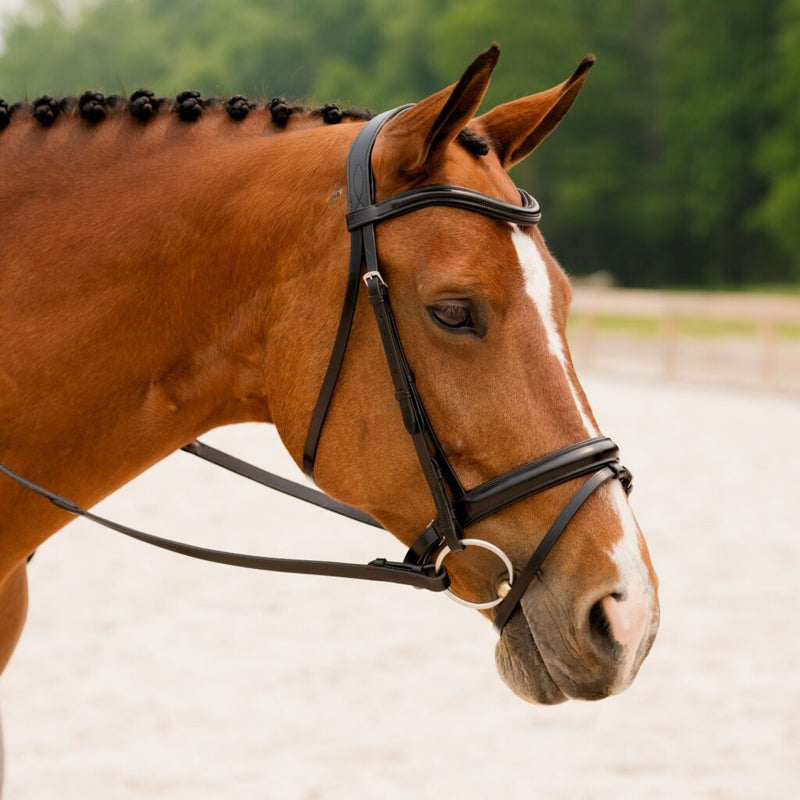 KL Elevation Bridle