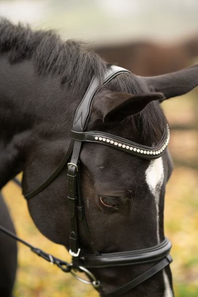 Black Oak Magnolia Bridle