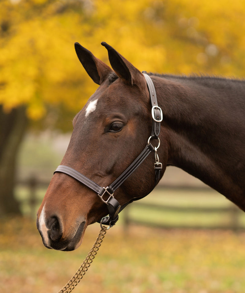 Black Oak Hickory Halter