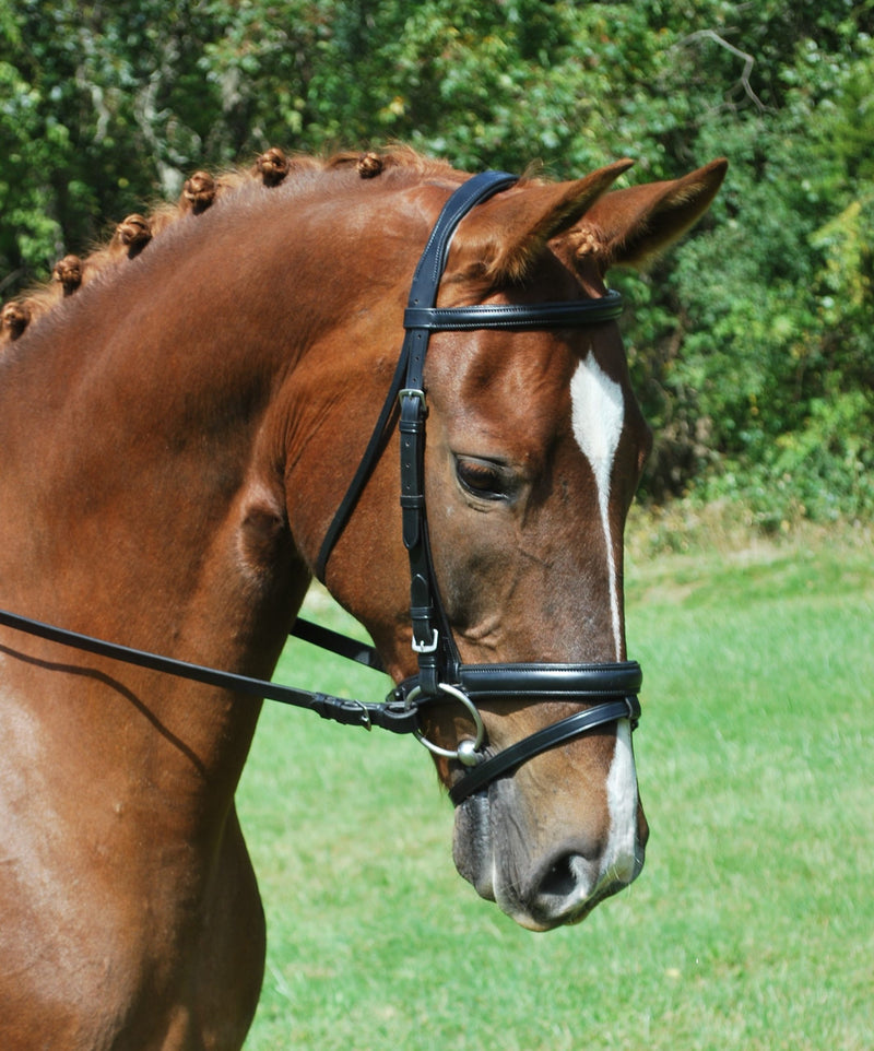 Levade Bridle
