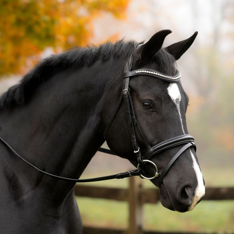 Black Oak Magnolia Bridle