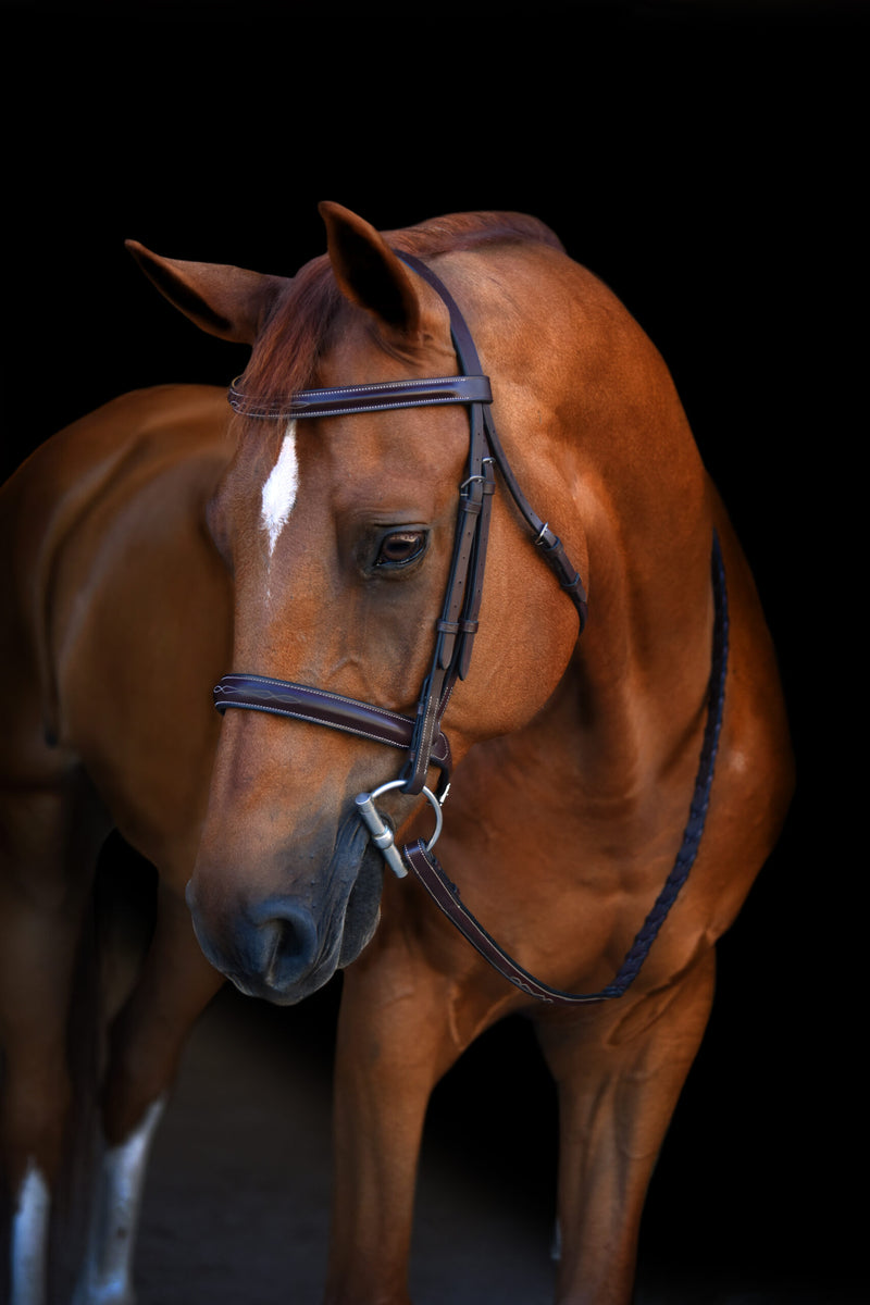 Black Oak Poppy Bridle