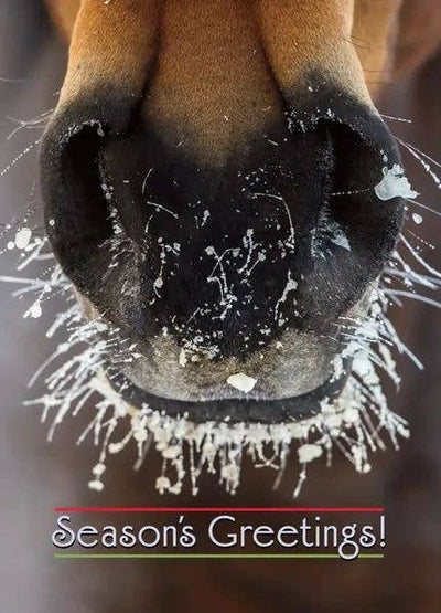 Horse Christmas Card / Frosty Nose / Holiday Greeting Card