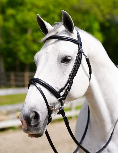 Levade Bridle