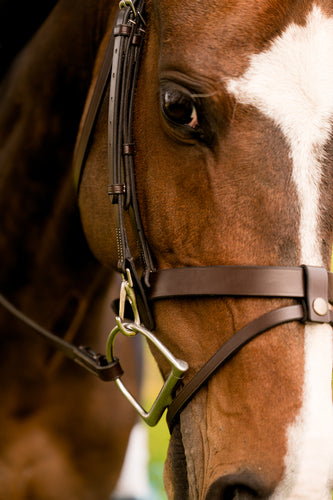 Black Oak Maple Bridle