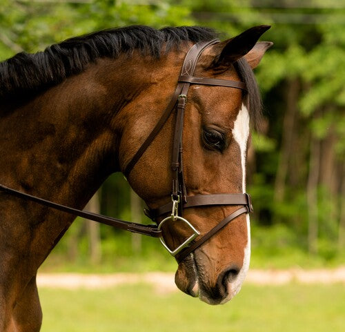 Black Oak Maple Bridle