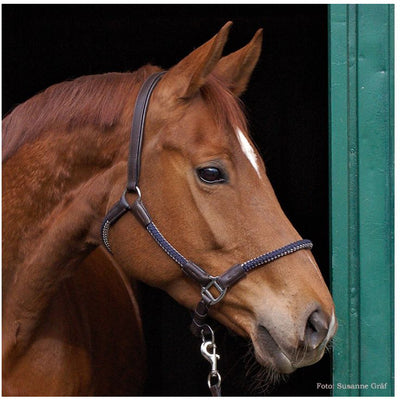 Kavalkade Halter and Lead Set