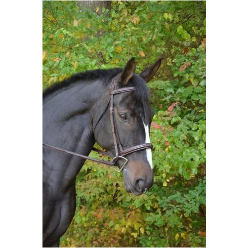 Black Oak Cyprus Bridle