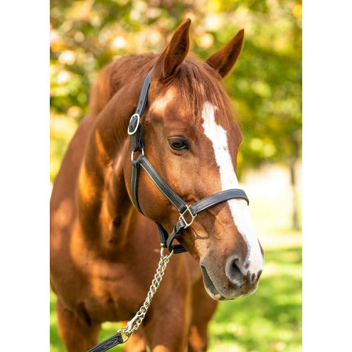 Red Barn Grace Halter